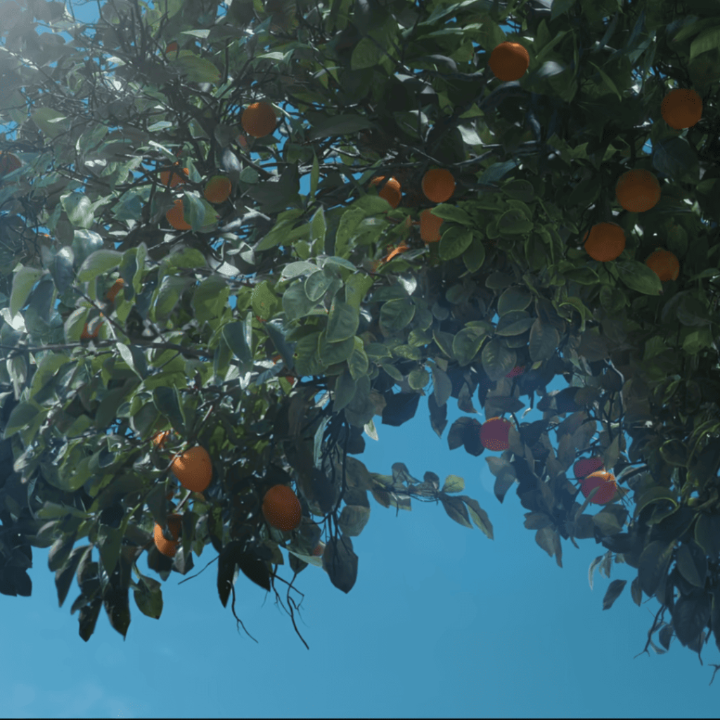 When Life Gives You Tangerines Review: an orange tree with lots of fruit on it