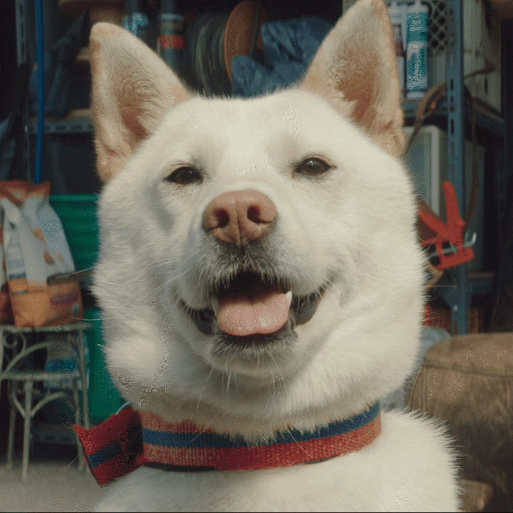 The Dream Life of Mr. Kim Review: Close up of the factory dog symbolizing Mr. Kim’s fall from corporate prestige to factory life.